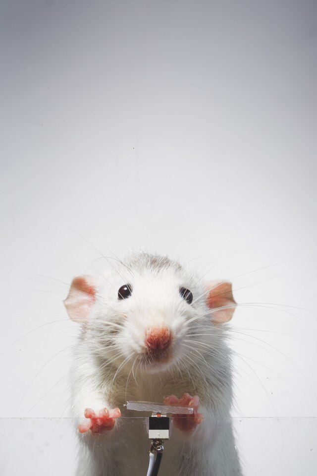 Rats